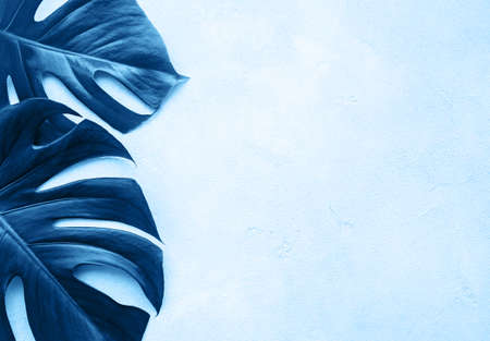 Tropical leaves monstera on a  concrete background toned classic blue color