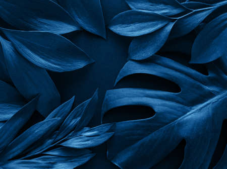 Tropical  leaves and monstera leaf toned classic blue color.  Flat lay, top view, copy space. Creative minimal background with tropical leaves.の写真素材
