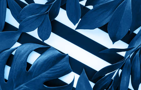 Leaf pattern. Green tropical leaves toned classic blue color.  Flat lay, top view, copy spaceの写真素材