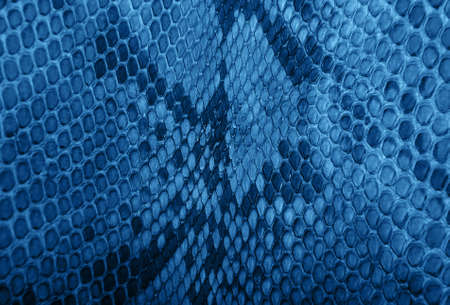 Snake skin pattern, natural background toned classic blue color