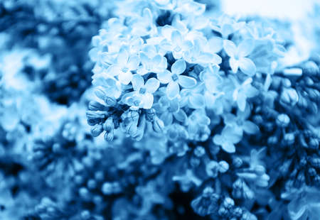 Spring lilac flowers with toned classic blue colorの写真素材