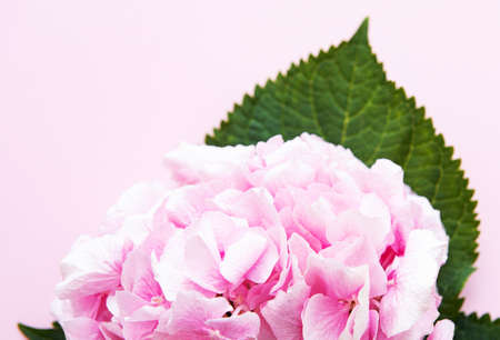 Beautiful pink hydrangea on light pink backgroundの写真素材