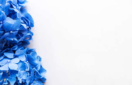 Blue hydrangea flowers on white background. Floral border. Flat lay. Copy spaceの写真素材