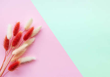 Red and yellow fluffy spikelet on a pastel backgorund. Place for text. Flat lay