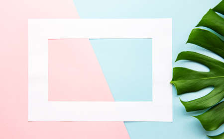 White frame on a pastel background and a green leaf of monstera