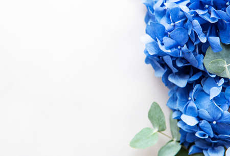 Blue hydrangea flowers and eucalyptus on a white  background. Flat lay. Copy spaceの写真素材