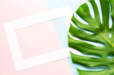 White frame on a pastel background and a green leaf of monstera