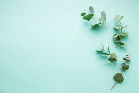 Eucalyptus branches,  flat lay on light green background