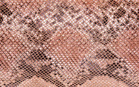 Snake skin pattern, natural background, top viewの写真素材