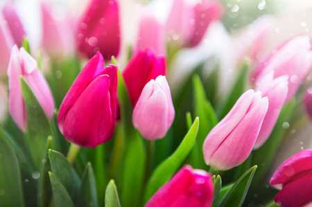 Beautiful pink tulips bouquet as a natural spring backgroundの写真素材