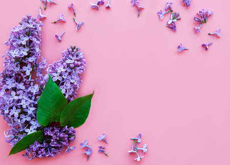 Branches and flowers of lilac on a pink background,  top viev, flat lay, copy space for  Easter, mother's day, women's dayの写真素材