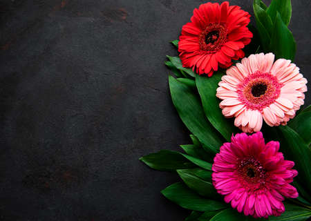 Bright gerbera flowers on a black concrete background. Frame of flowers, top viewの写真素材