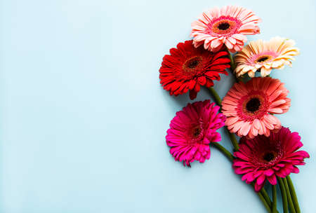 Bright gerbera flowers on a pastel blue background. Frame of flowers, top viewの写真素材