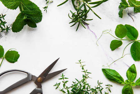 Assortment of fresh aromatic herbs from above on white marble background. Mint, thyme, basil, rosemary, top view.の写真素材