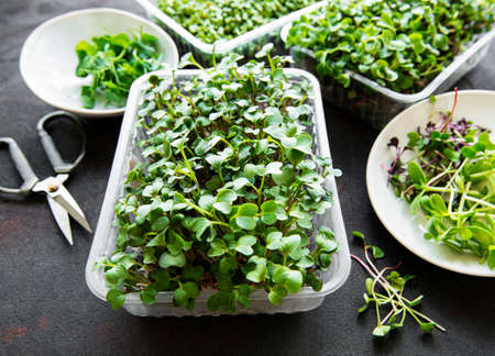 Assortment of micro greens at black background, copy space, top view. Healthy lifestyleの写真素材
