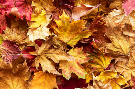 Autumn leaf fall. Dried Maple leaves. Nature background