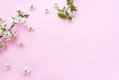 Spring border background with beautiful white flowering branches. Pink background, bloom delicate flowers. Springtime concept. Flat lay top view copy space.の写真素材