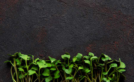 Micro greens on a black concrete background. Healthy and fresh organic food, restaurant serving...