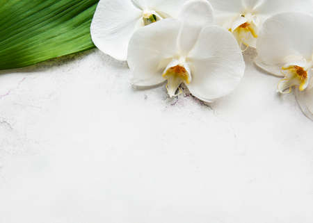 White orchid flowers on a white marble backgroundの写真素材