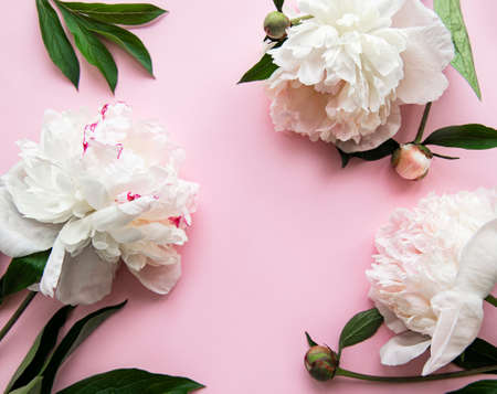 Fresh peony flowers border with copy space on pink pastel background, flat lay.の写真素材