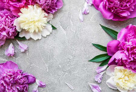 Fresh pink peony flowers border with copy space on gray concrete background, flat layの写真素材