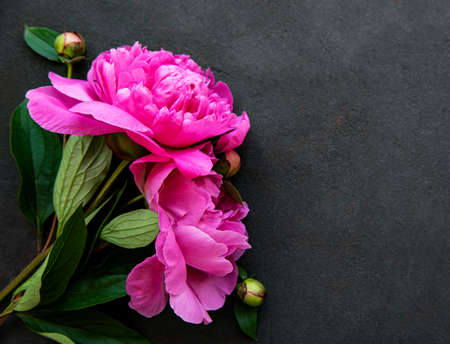 Fresh pink peony flowers border with copy space on black background, flat lay.の写真素材
