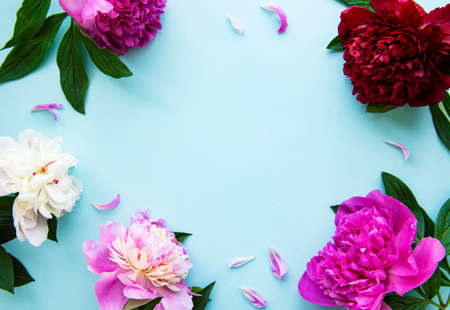 Pink peony flowers as a border on a pastel blue backgroundの写真素材