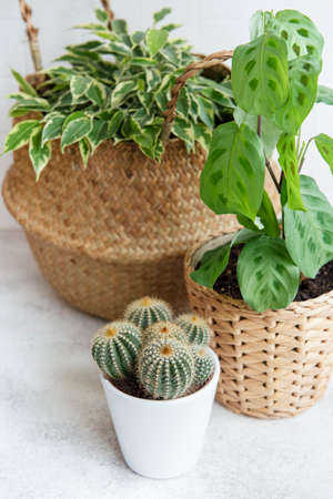 Ficus benjamin in a straw basket, maranta kerchoveana and cactus on the table