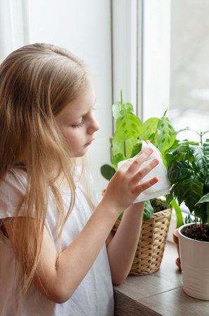 Little girl wipes the foliage of house plants, houseplant careの写真素材