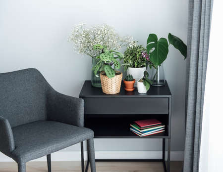 Houseplant at home. Different house plants on the tableの写真素材