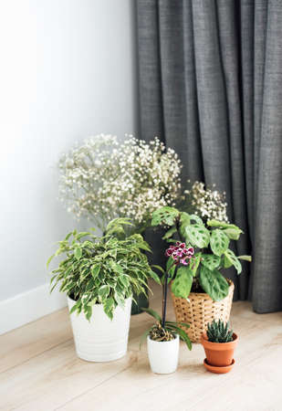 Houseplant at home. Different house plants on the floorの写真素材