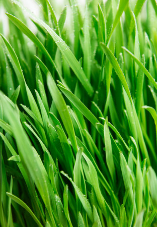 Green grass covered with water drops background