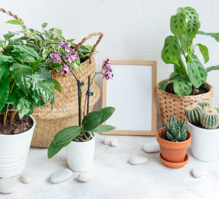 Room filled with a lot of modern plants, home garden with mock up poster frame.の写真素材