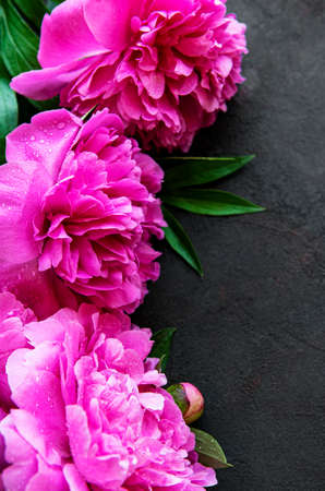 Fresh pink peony flowers border with copy space on black background, flat lay.の写真素材