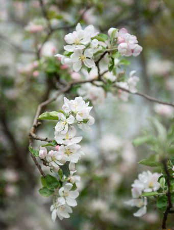 Beautiful flowers on a branch of an apple tree against the background of a blurred gardenの写真素材
