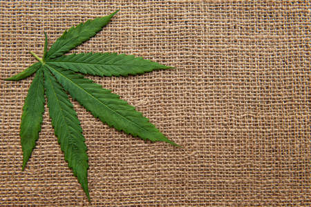 Cannabis leaves on the background of coarse hemp fabricの写真素材
