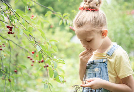Cute little girl picks a cherry from a tree in cherry gardenの写真素材