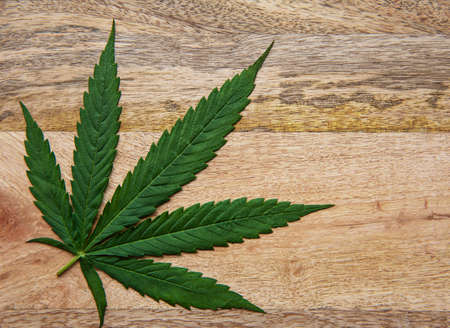 Green cannabis leaves on wooden background. Growing medical marijuana. Concept of herbal alternative...