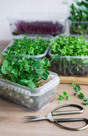 Assortment of micro greens on wooden table. Healthy lifestyle