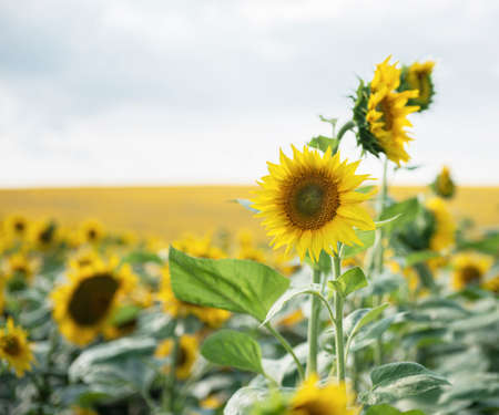 Beautiful sunflowers in the field, natural background. Sunflower blooming