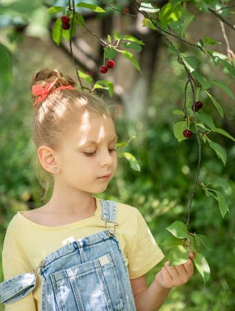 Cute little girl picks a cherry from a tree in cherry gardenの写真素材