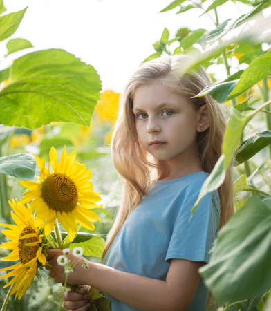 Happy little girl on the field of sunflowers in summer.の写真素材