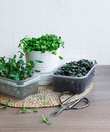 Assortment of micro greens on wooden table. Healthy lifestyle