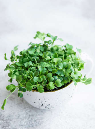 Micro greens. Sprouted Radish Seeds. Sprouting Microgreens. Seed Germination at home. Vegan and healthy eating concept.の写真素材