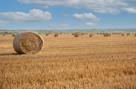Harvested field with straw bales. Summer and autumn harvest concept.