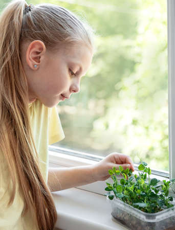 A little girl at the window watches how microgreen growの写真素材