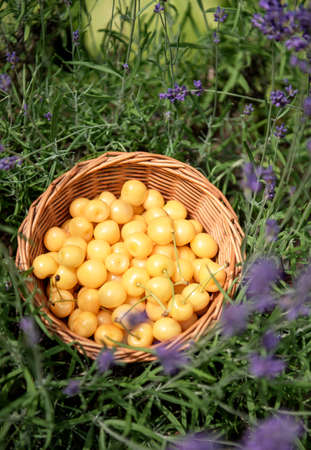 A round wicker basket, full of ripe yellow sweet cherries on the grass at the summer garden. Harvesting concept. Top view.の写真素材