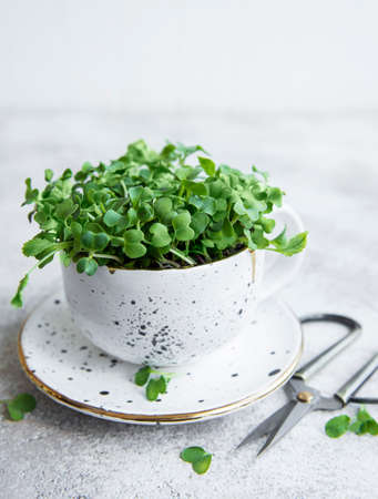 Micro greens. Sprouted Radish Seeds. Sprouting Microgreens. Seed Germination at home. Vegan and healthy eating concept.の写真素材