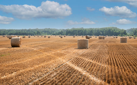 Harvested field with straw bales. Summer and autumn harvest concept.
