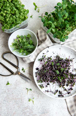 Assortment of micro greens on wooden table. Healthy lifestyle